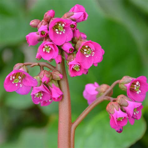 winter glow bergenia plant.